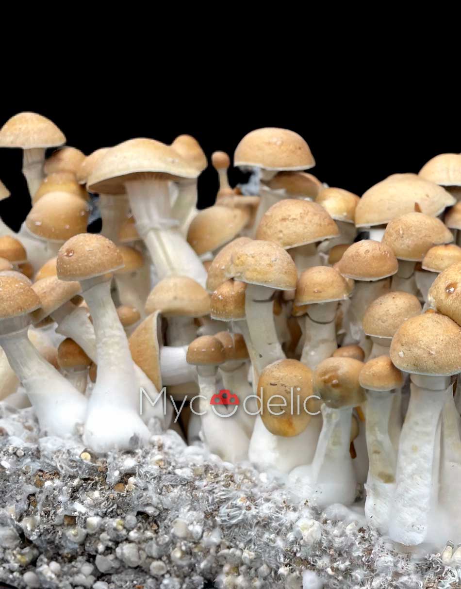 hillbilly-psilocybe-cubensis