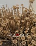 Psilocybe Tampanensis (Trufera) - Jeringa de Esporas 10ml
