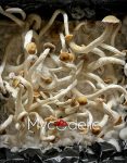 natalensis-super-strain-mycodelic-2