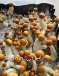 penis-envy-7-mycodelic