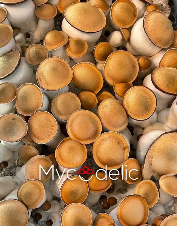 Penis Envy 7 (PE7) - Jeringa de Esporas 10ml