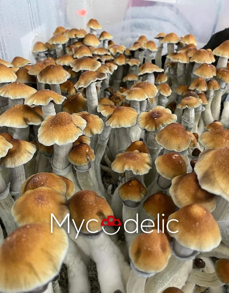 tidal-wave-mycodelic-2