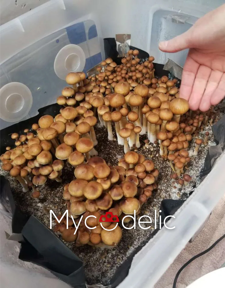 tidal-wave-mycodelic-3