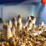 psilocybe-cubensis-burma-01