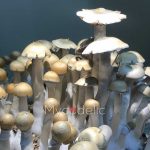 psilocybe-cubensis-burma-01