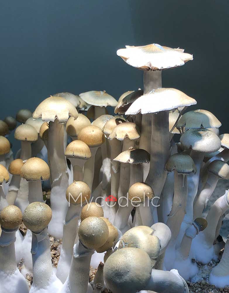 burma-psilocybe-cubensis-2