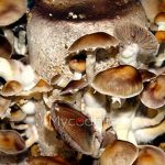 Cambodian - Jeringa de Esporas 10ml