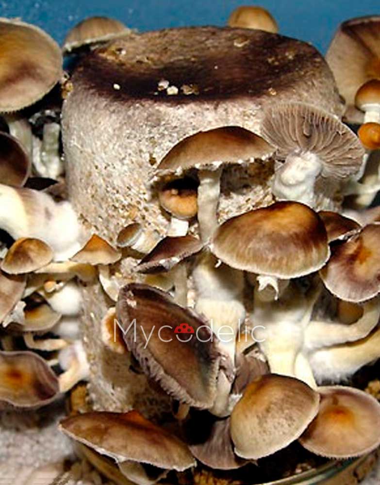 cambodian-psilocybe-cubensis