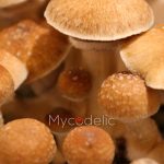 pensacola-psilocybe-cubensis