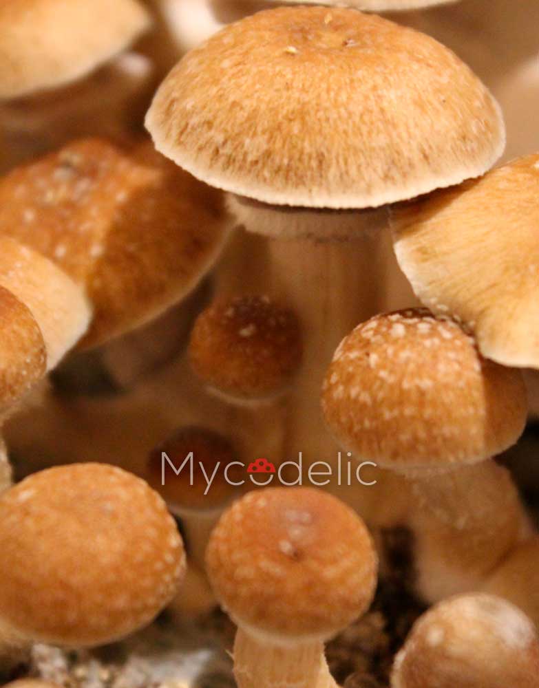 pensacola-psilocybe-cubensis