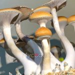 Burma - Jeringa de Esporas 10ml