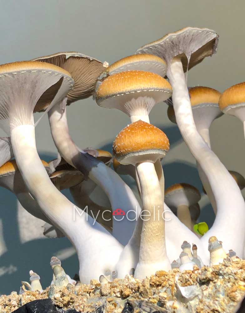 psilocybe-cubensis-burma-01