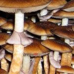 south-africa-psilocybe-cubensis