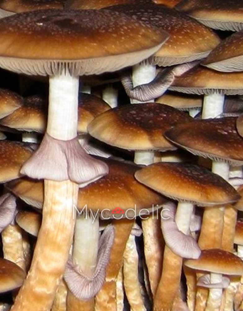 south-africa-psilocybe-cubensis