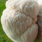 Extracto de Melena de León (Hericium erinaceus) – Doble Extracto 3:1 – 30 ml