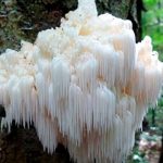 Extracto de Melena de León (Hericium erinaceus) – Doble Extracto 3:1 – 30 ml