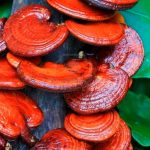 Extracto de Reishi (Ganoderma lucidum) – Doble Extracto 3:1 – 30 ml
