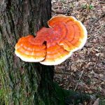 Extracto de Reishi (Ganoderma lucidum) – Doble Extracto 3:1 – 30 ml