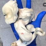 psilocybe-cubensis-moby-dick-1