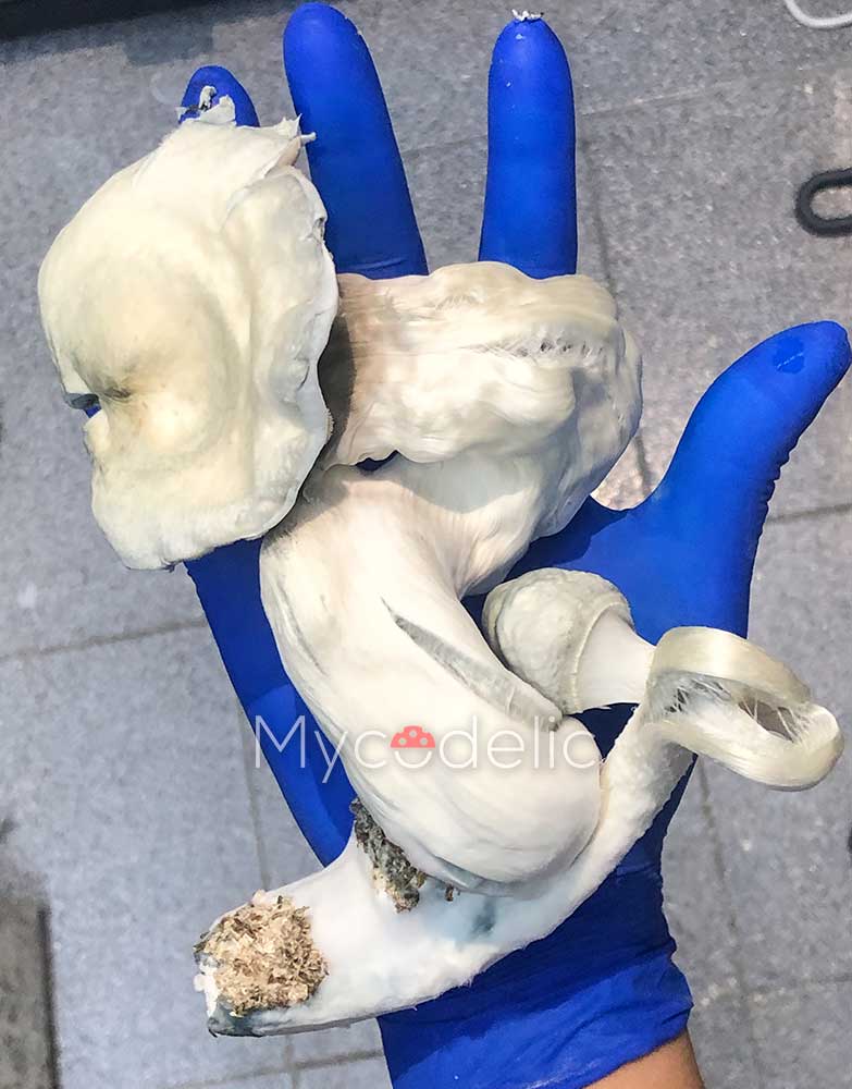 moby-dick-monster-psilocybe-cubensis