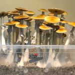 PES Hawaiian - Jeringa de Esporas 10ml