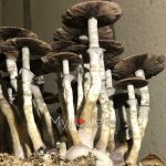 psilocybe-cubensis-b+akm-1