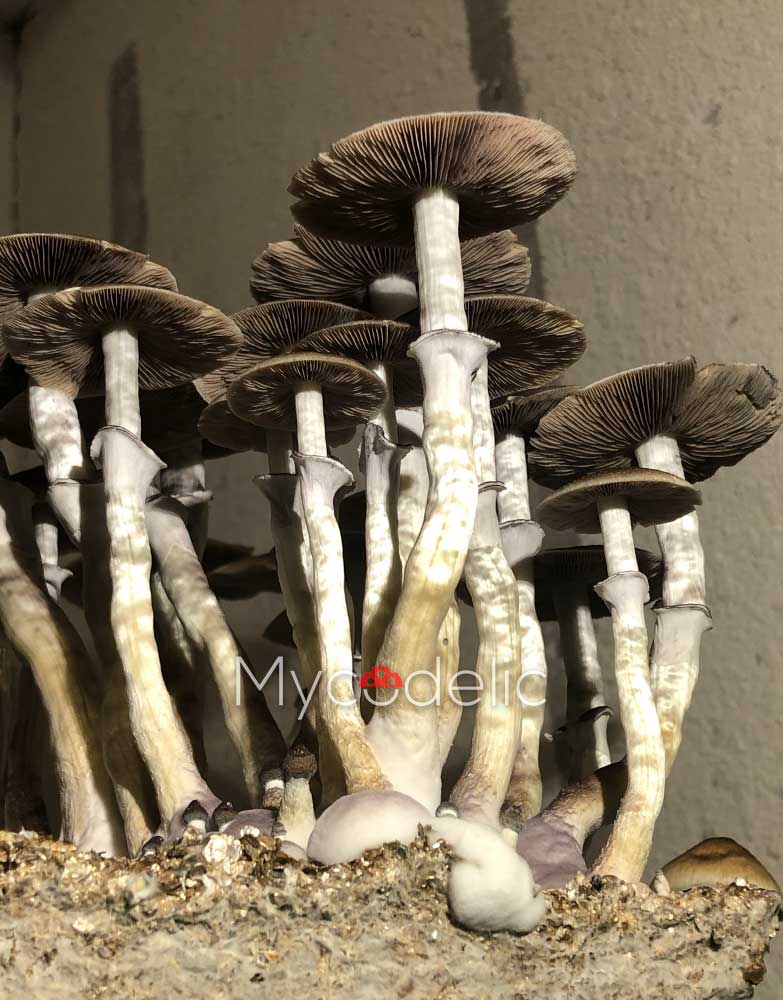 psilocybe-cubensis-b+akm-1