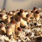 psilocybe-cubensis-b+akm-1