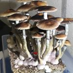 psilocybe-cubensis-b+akm-1