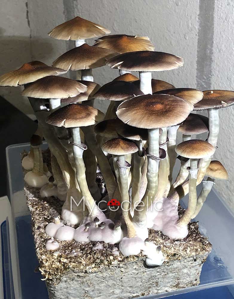 psilocybe-cubensis-b+akm-2