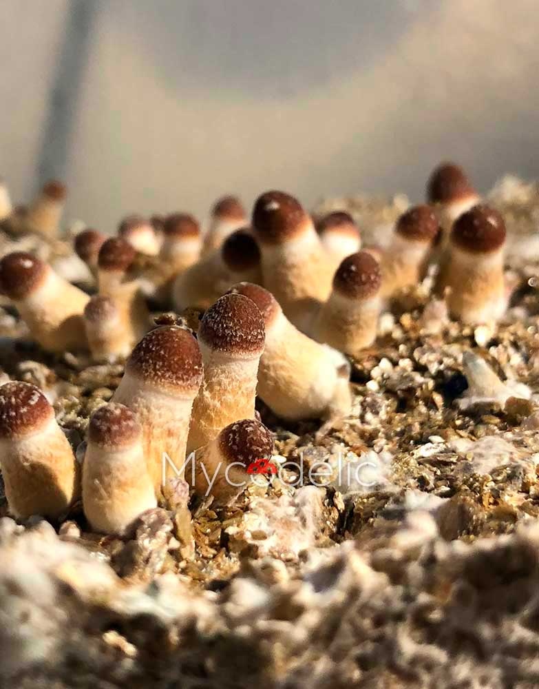 psilocybe-cubensis-b+akm