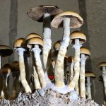 Ecuador - Jeringa de Esporas 10ml