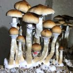 psilocybe-cubensis-ecuador-1