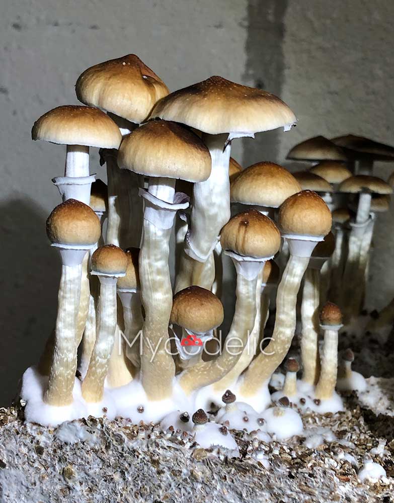 psilocybe-cubensis-ecuador-3