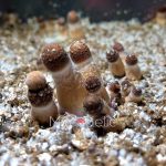 psilocybe-cubensis-ecuador-1