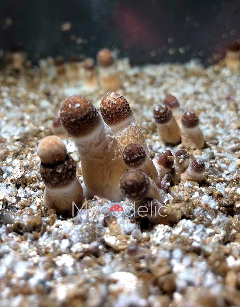 psilocybe-cubensis-ecuador2