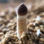 Huautla - Jeringa de Esporas 10ml