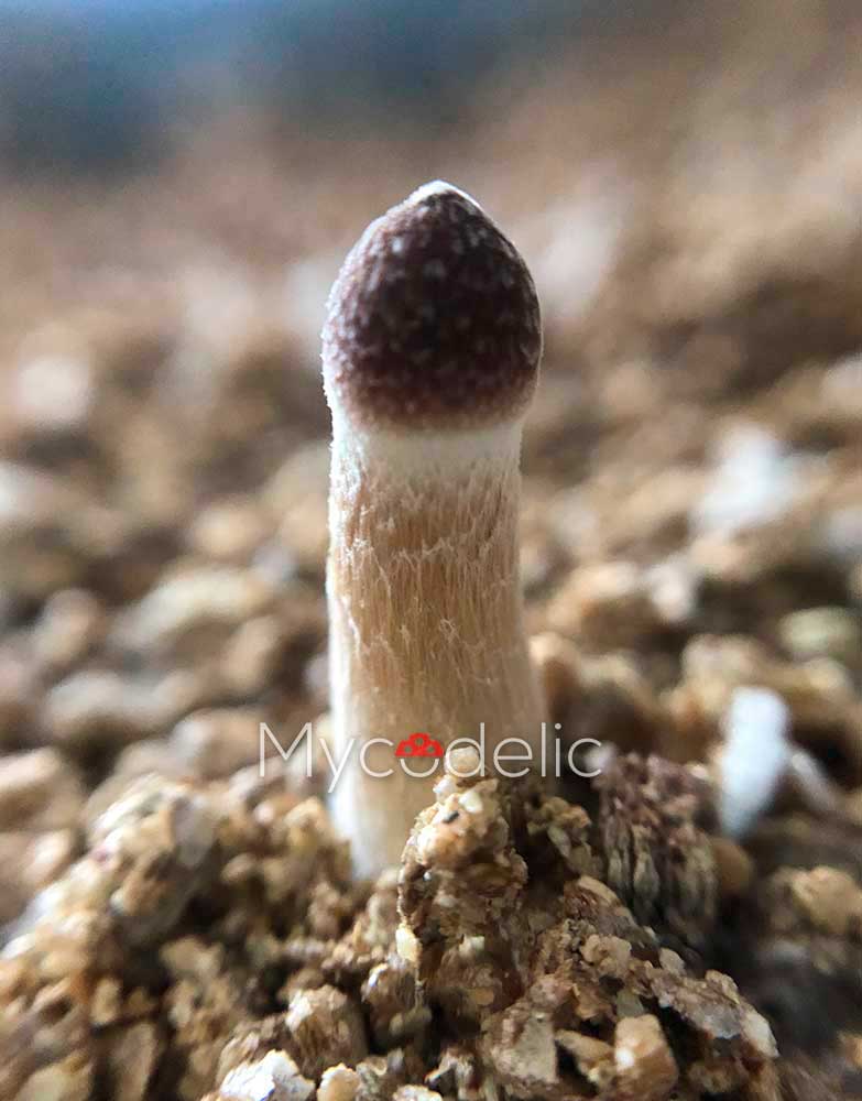 psilocybe-cubensis-huautla