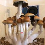 psilocybe-cubensis-huautla
