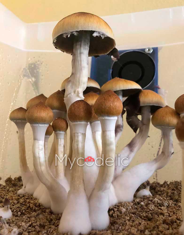 psilocybe-cubensis-huautla2