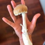 psilocybe-cubensis-huautla
