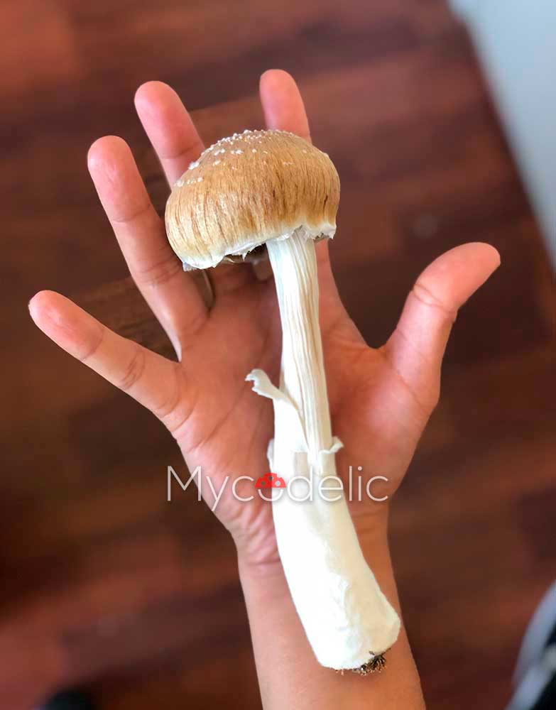 psilocybe-cubensis-huautla3