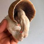 psilocybe-cubensis-huautla