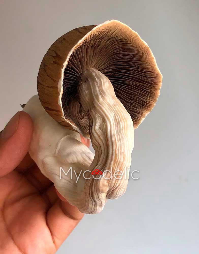 psilocybe-cubensis-huautla4
