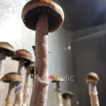 psilocybe-cubensis-mckennaii