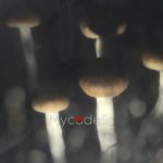 psilocybe-cubensis-mckennaii