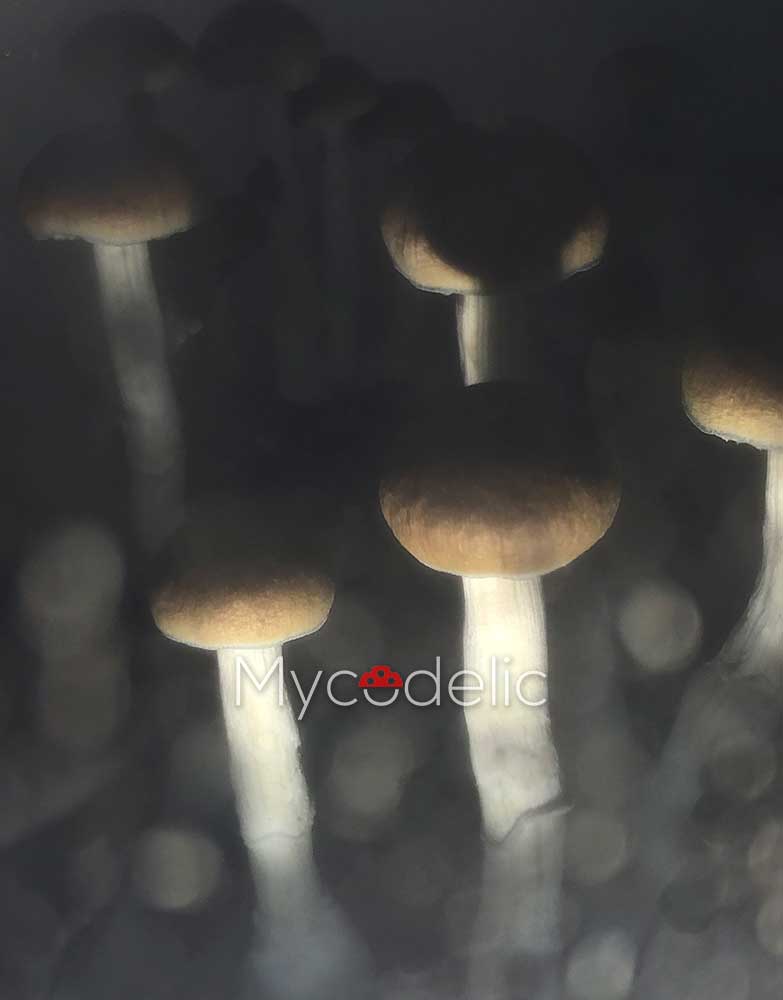 psilocybe-cubensis-mckennaii-2