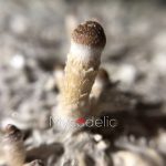psilocybe-cubensis-mckennaii