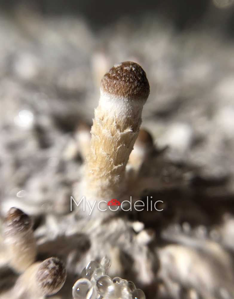 psilocybe-cubensis-mckennaii-3