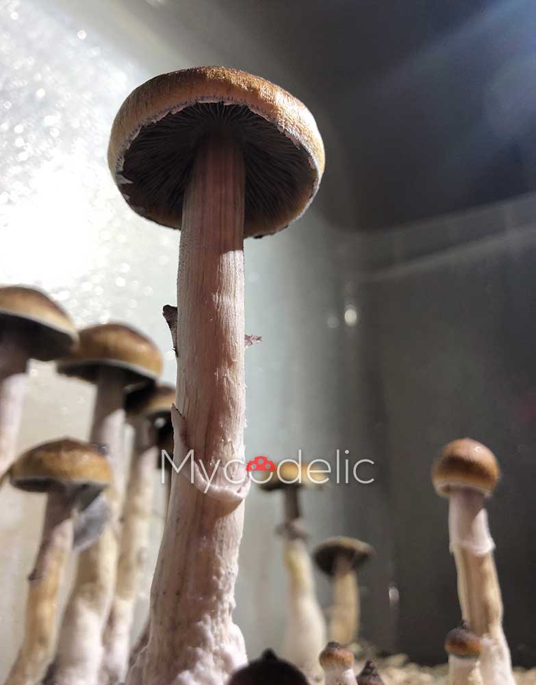 psilocybe-cubensis-mckennaii
